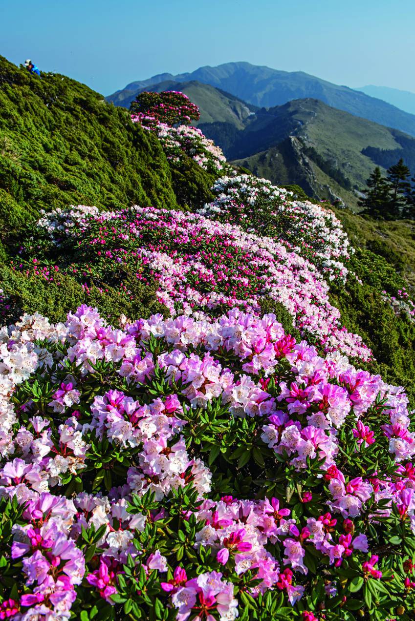 【來去走走】春季（3～5月）是雪東線（雪山主東峰）的熱門登山季節，氣候回暖且高山杜鵑（4～5月）綻放，極適合初學者。春季雪融，路徑較安全，但高海拔仍有寒意與殘雪，需做好防風且保暖的穿搭。重點景觀包括哭坡杜鵑與369山莊春色。
